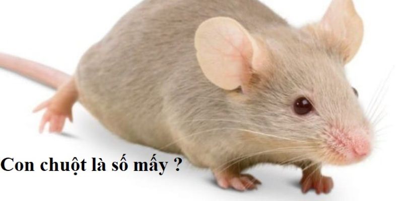 Biểu tượng con chuột có ý nghĩa gì? Biểu tượng con chuột có ý nghĩa gì?