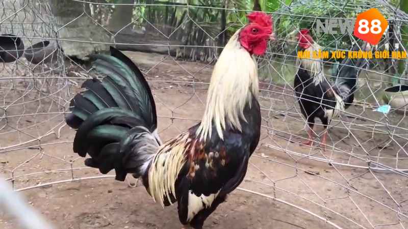 Cách Chăm Sóc Gà Chuối Toàn Diện